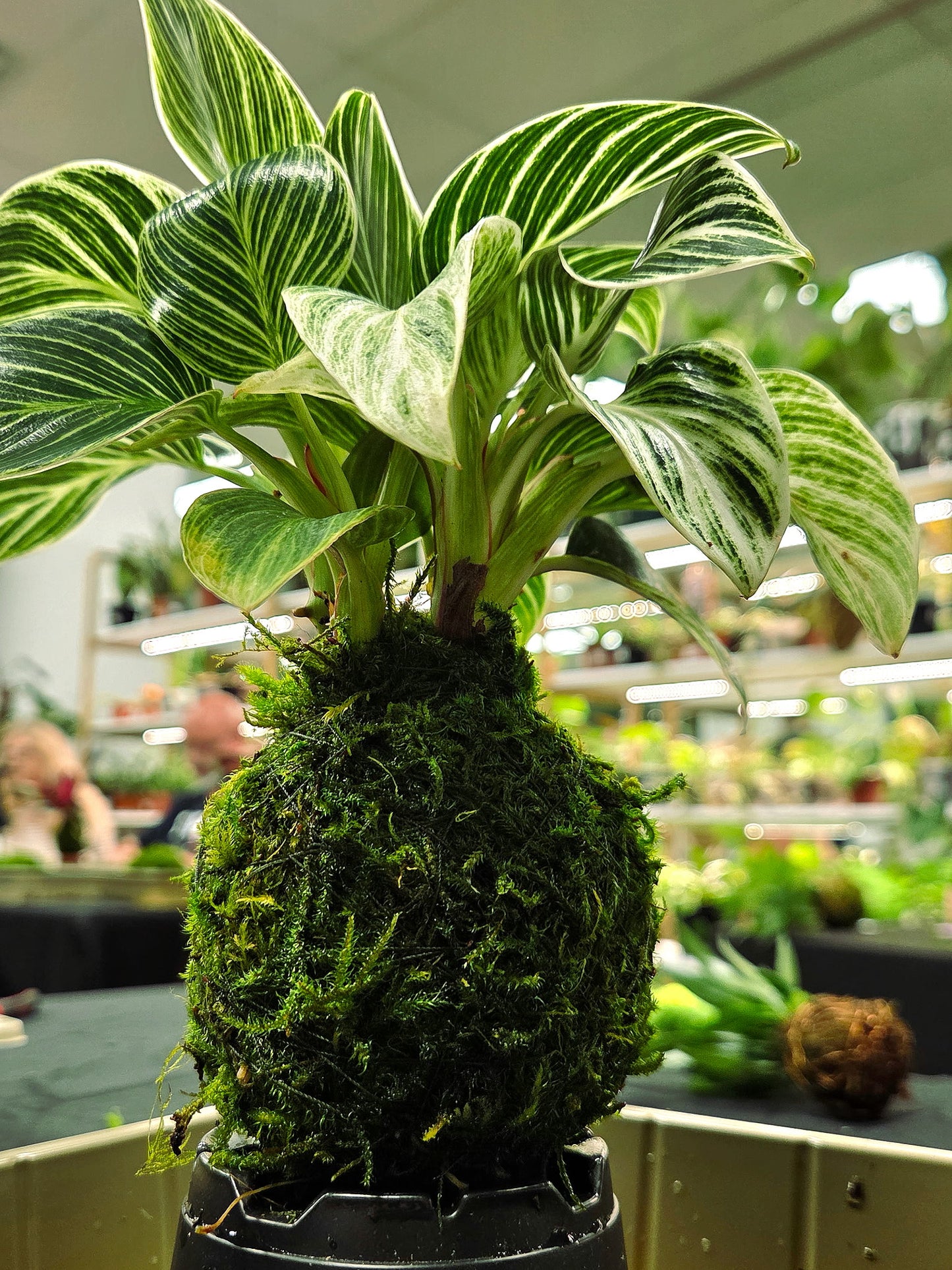 Kokedama Workshop 2/21/26