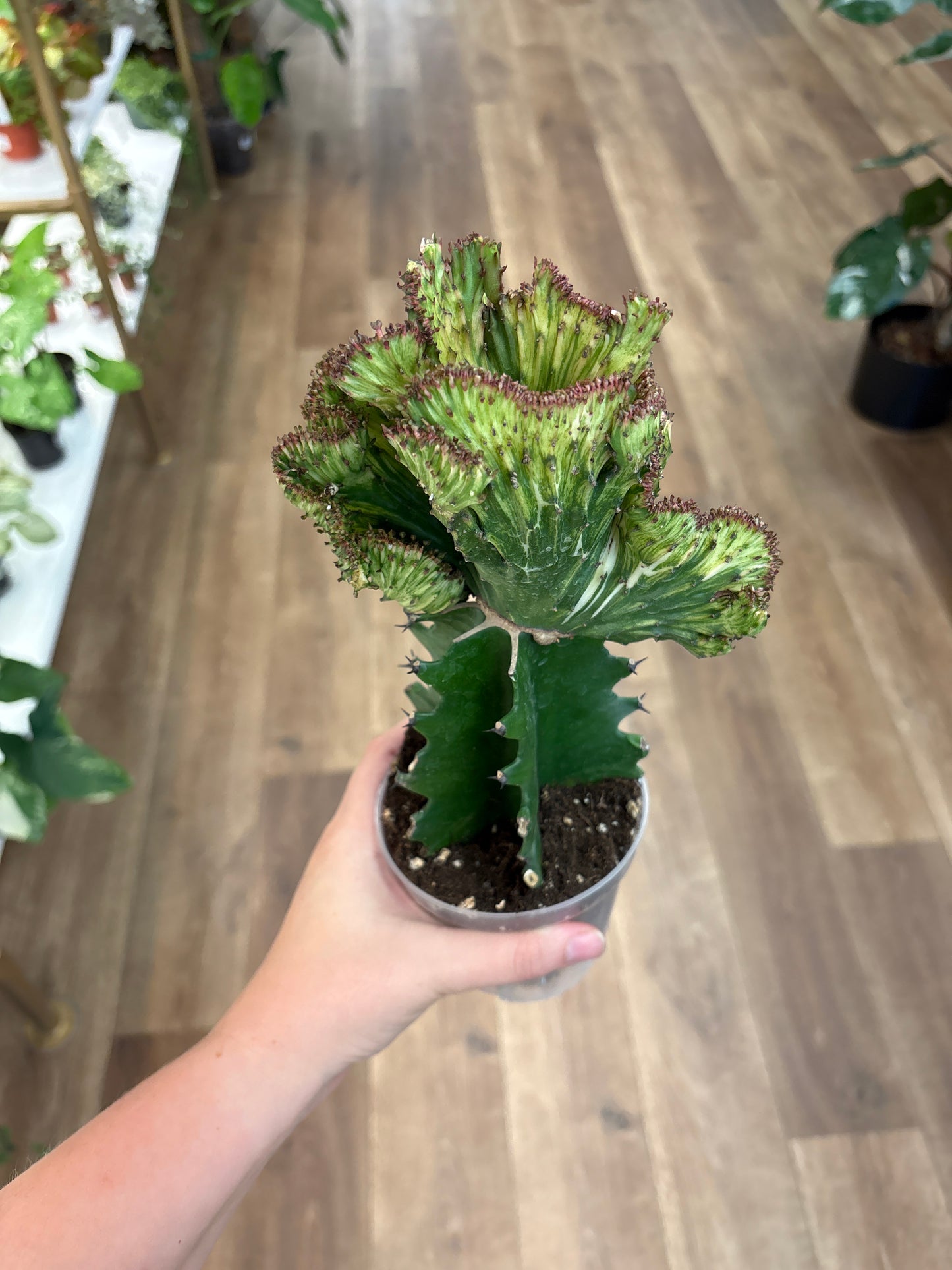 Mermaid Tail Cactus