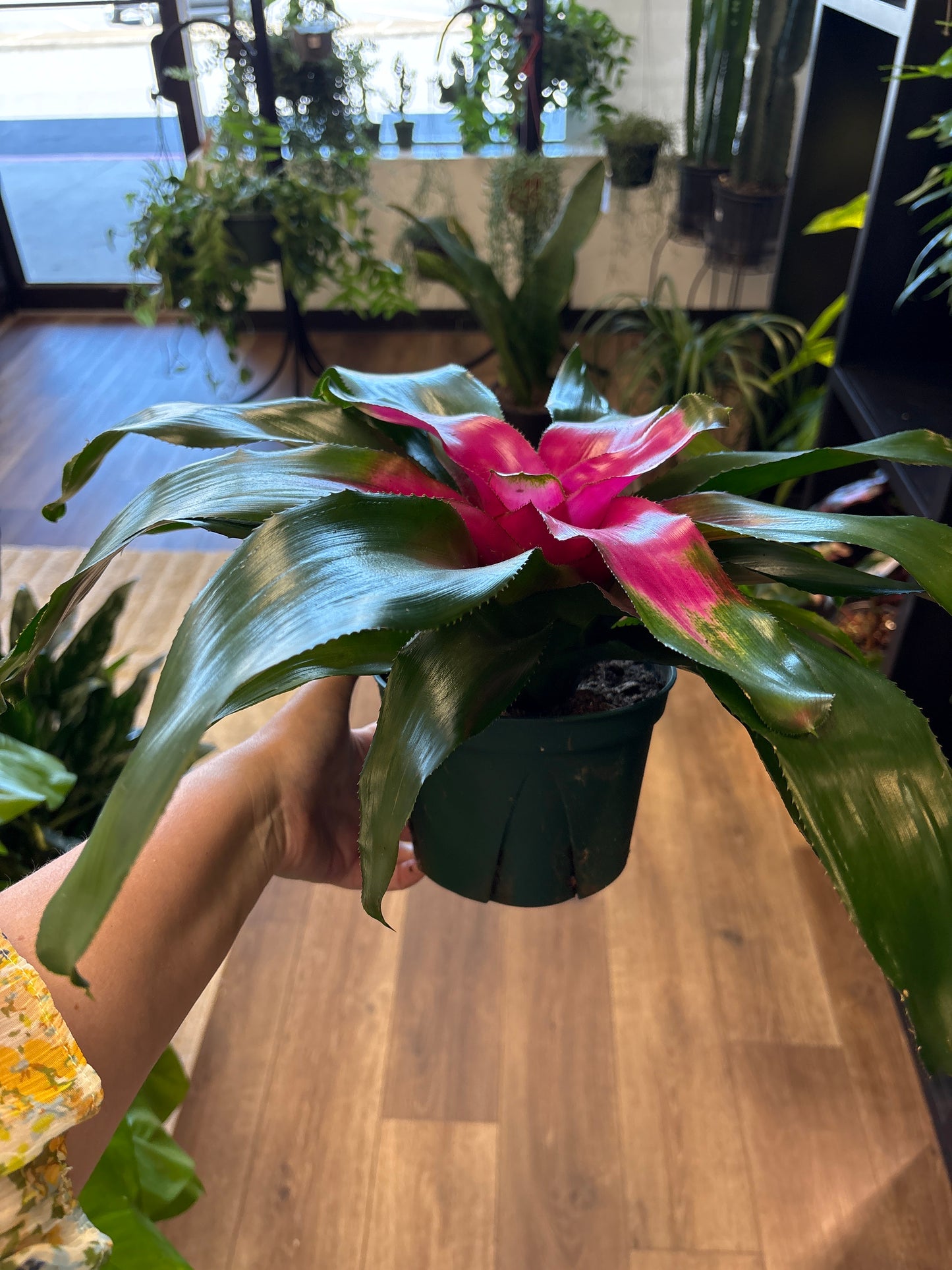 Neoregalia Bromiliad