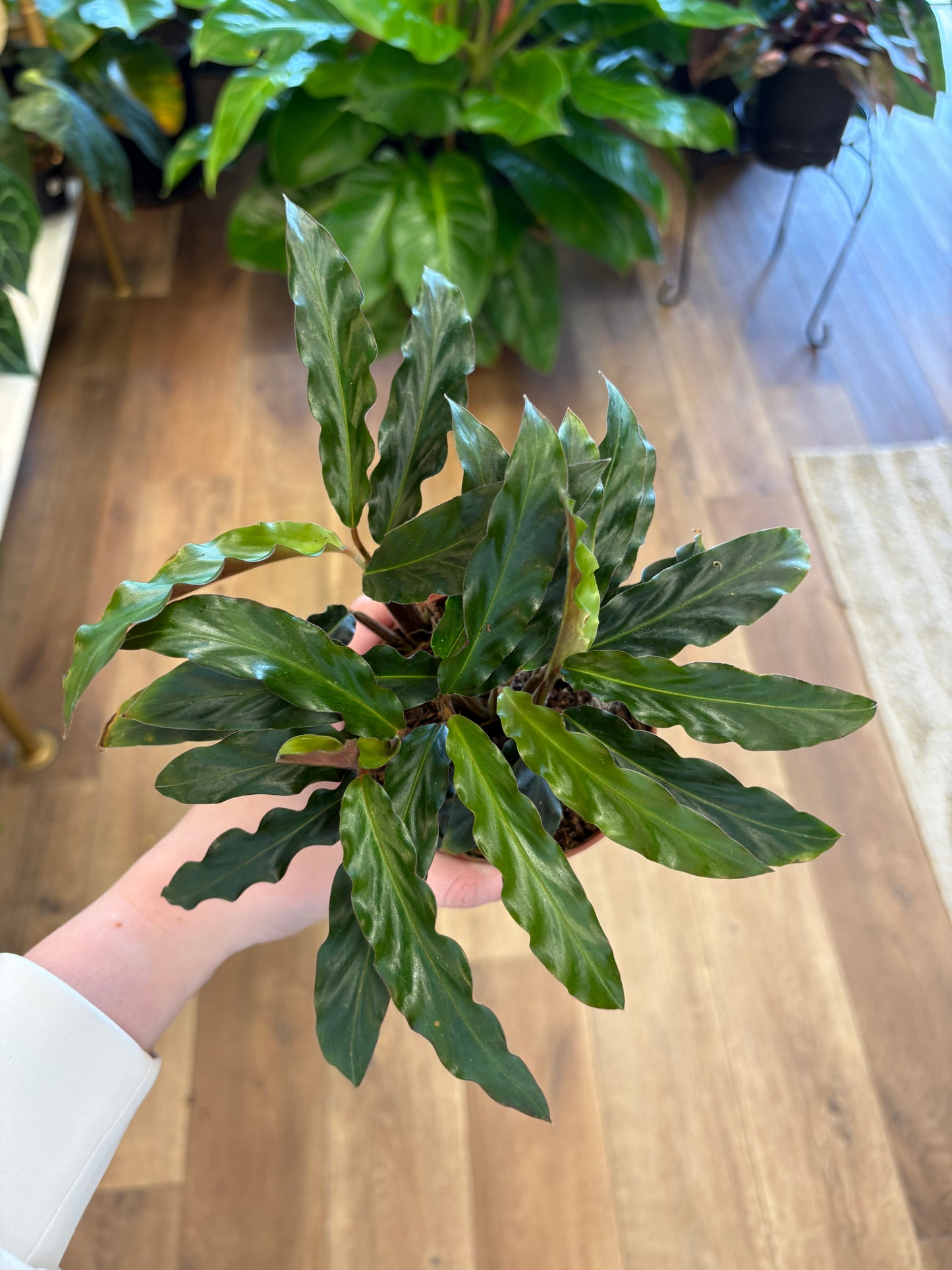 4” Calathea Rufibraba