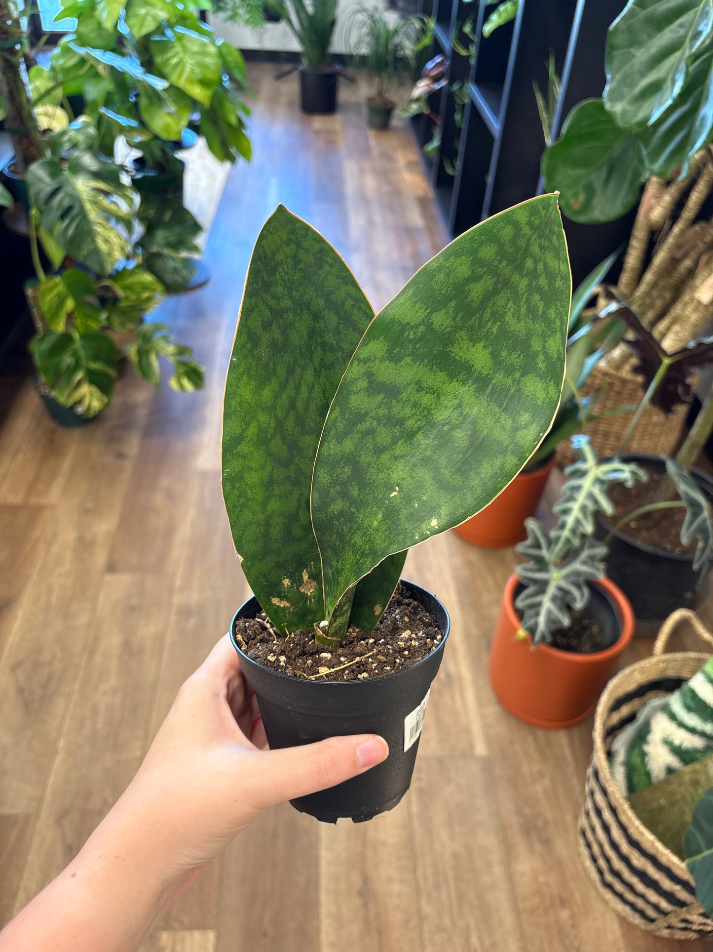 Shark Fin Sanseveria