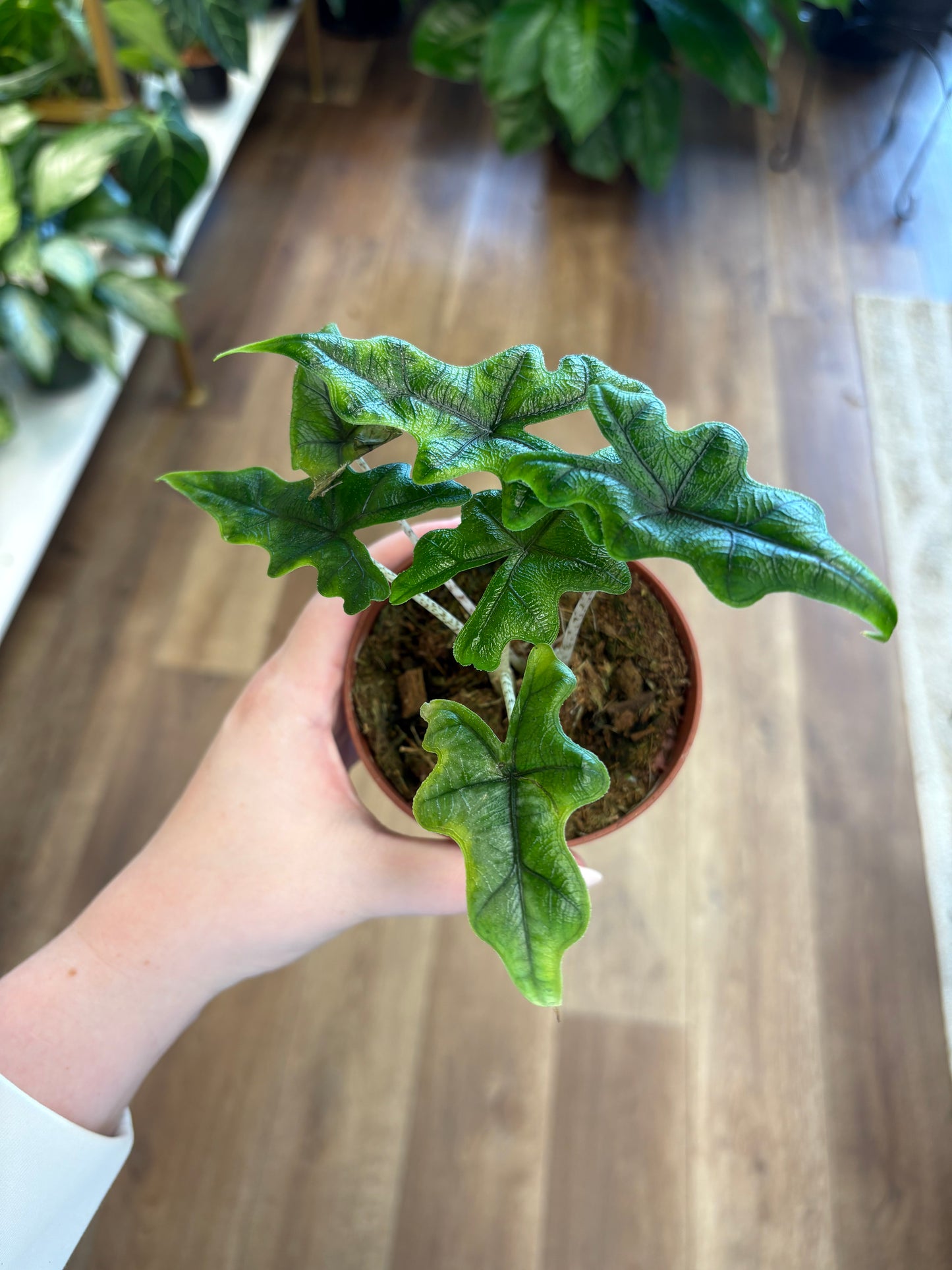 4” Alocasia Jacklyn