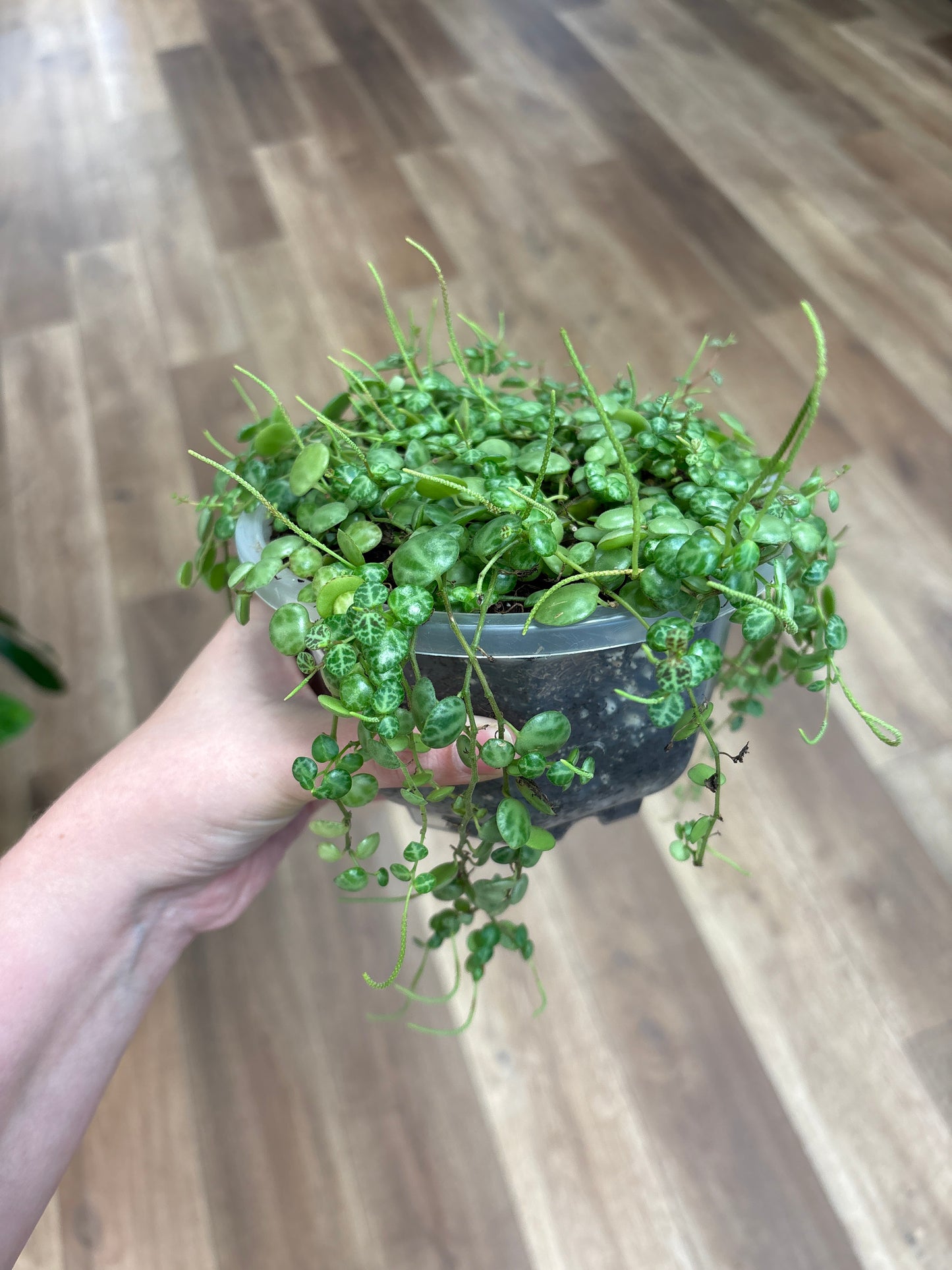 String Of Turtles HB