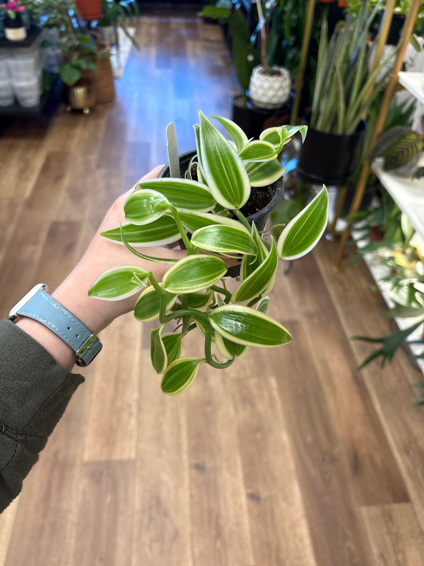 4” Var. Vanilla Bean Orchid