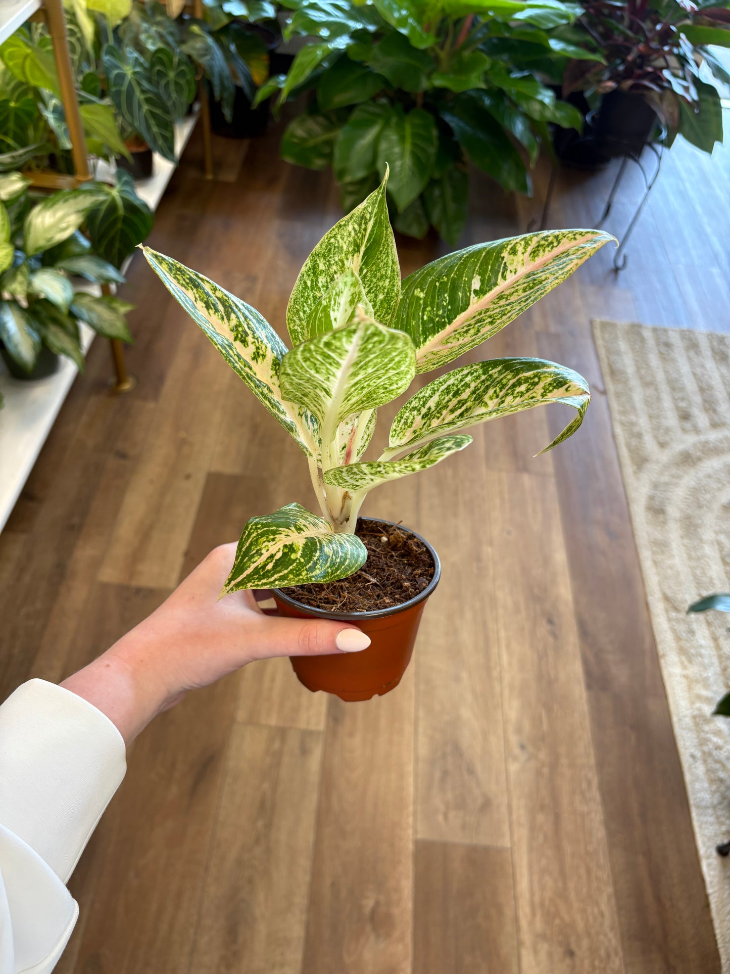 4” Aglaonema Legacy White
