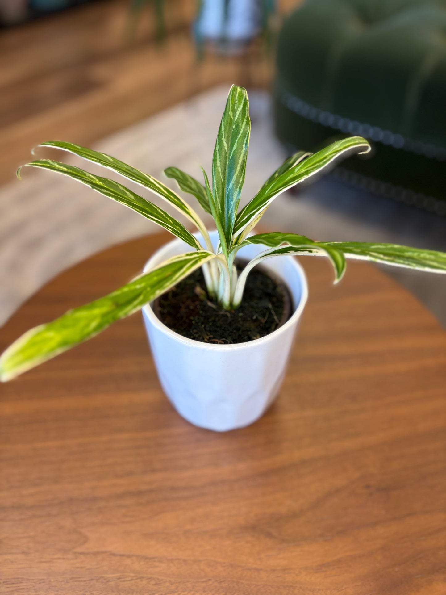 4” Aglaonema Bamboo