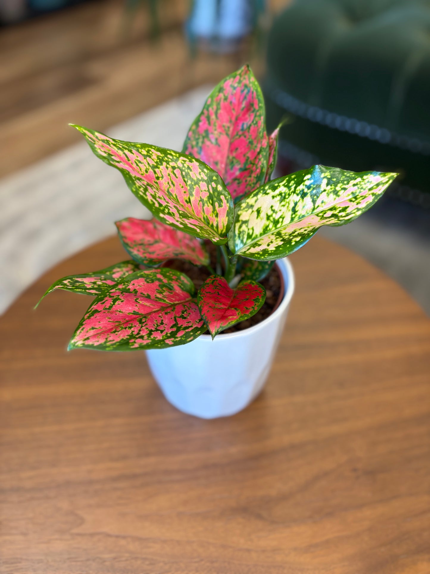 4” Aglaonema Kumkoon