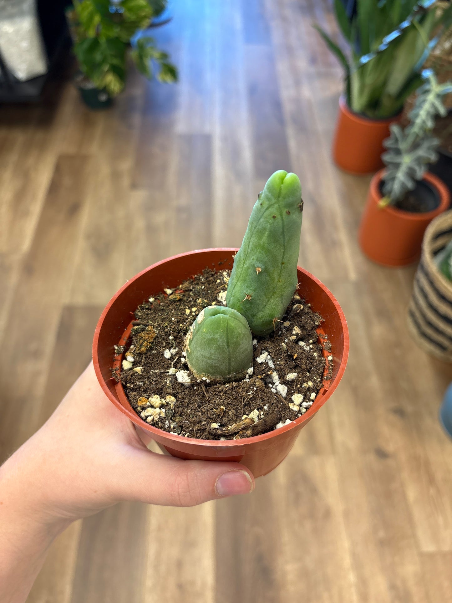 Penis Cactus