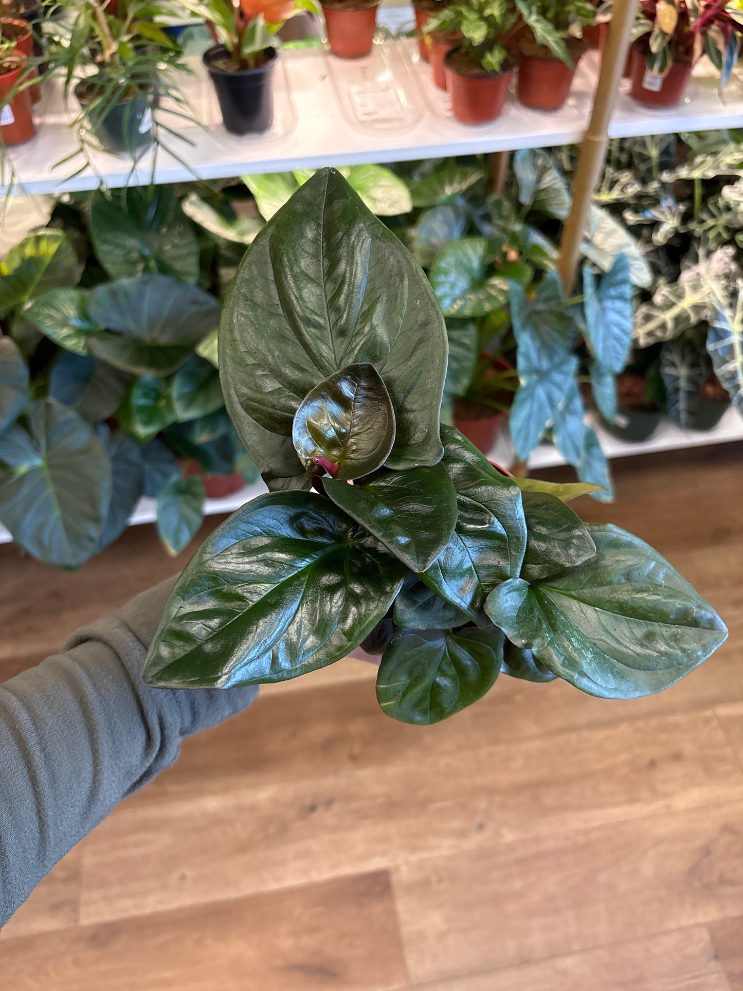 4” Syngonium Red Arrow