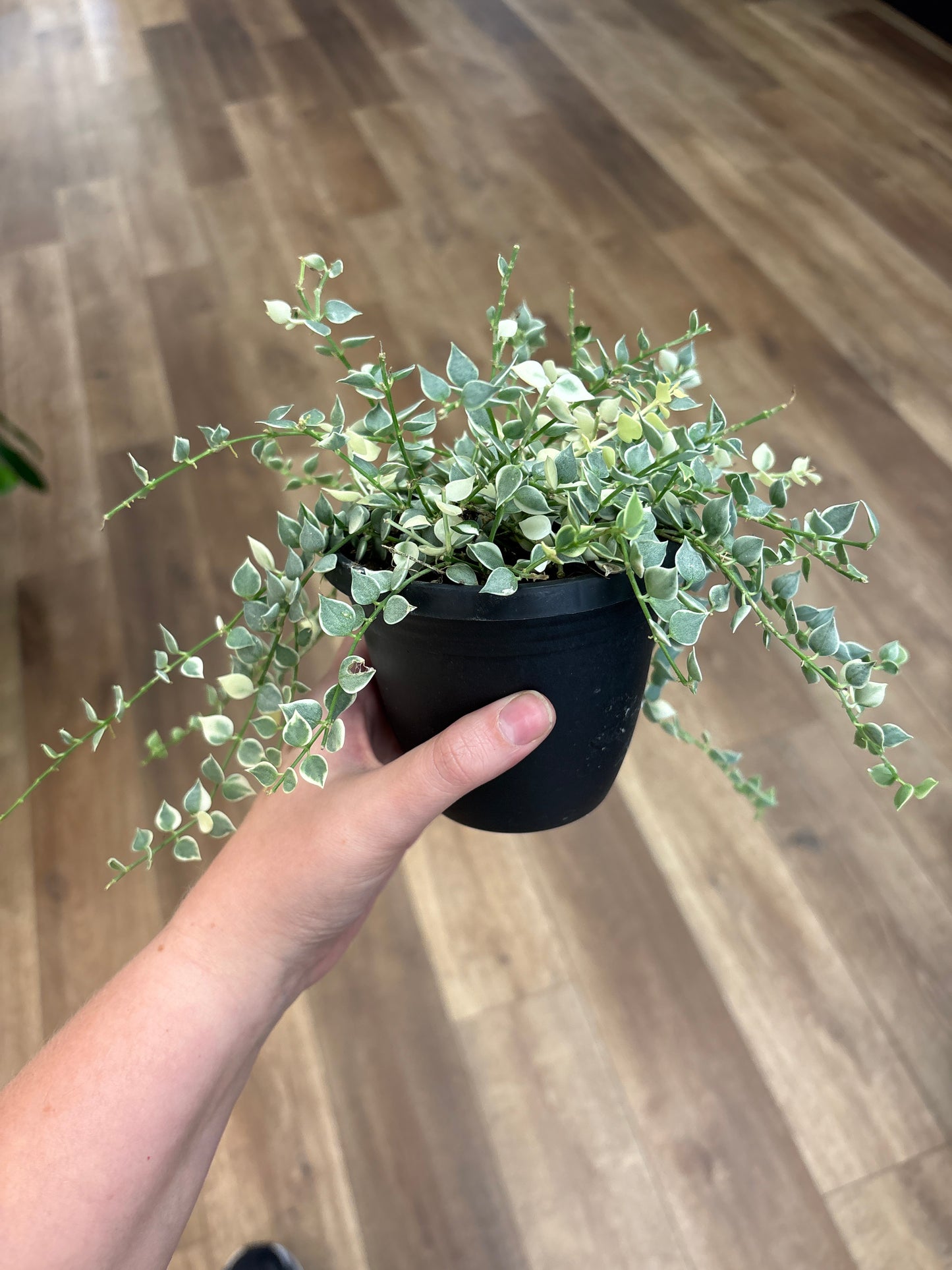 Dischidia Ruscifolia Var. Million Hearts