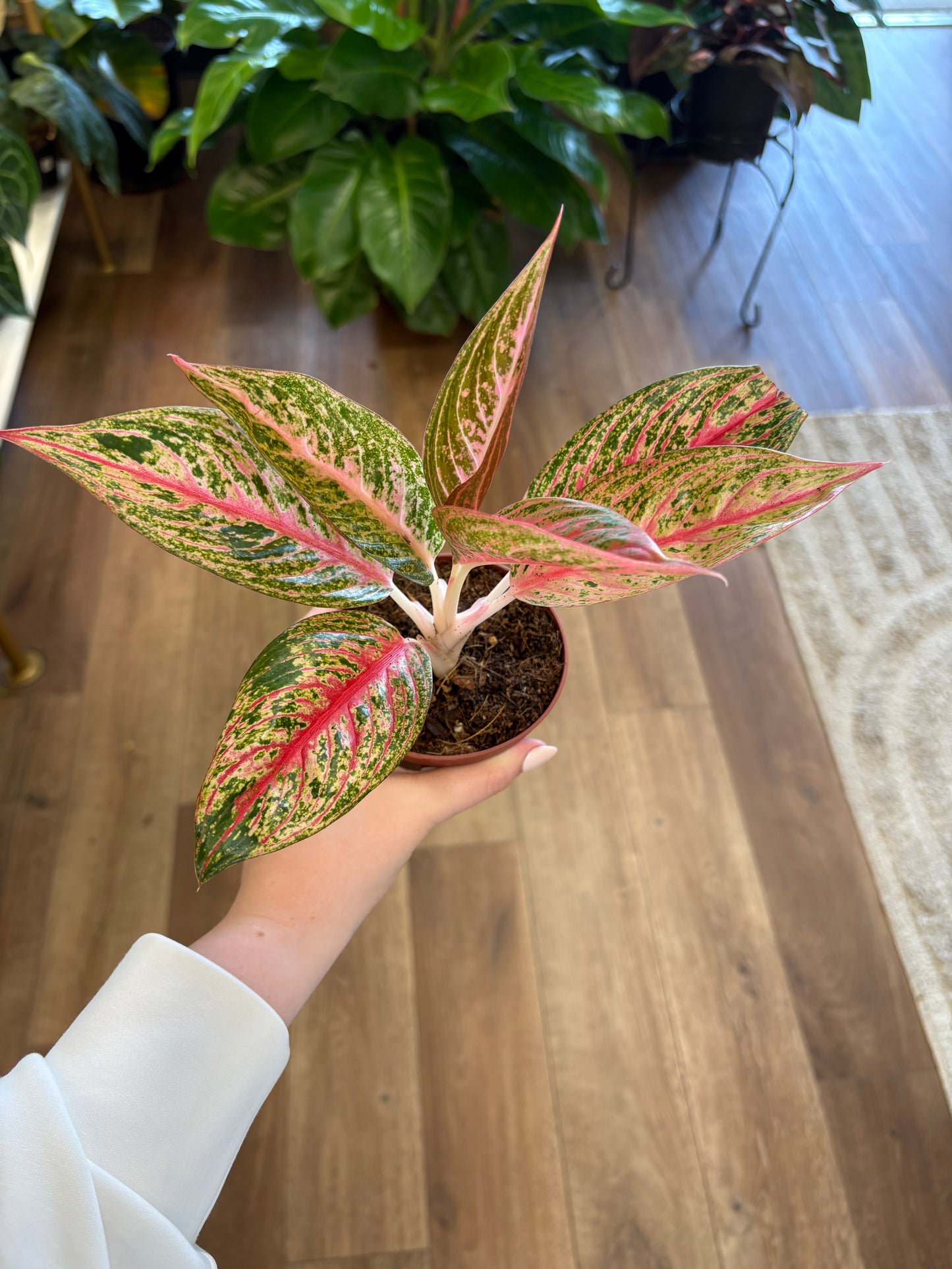 4” Aglaonema Legacy Red