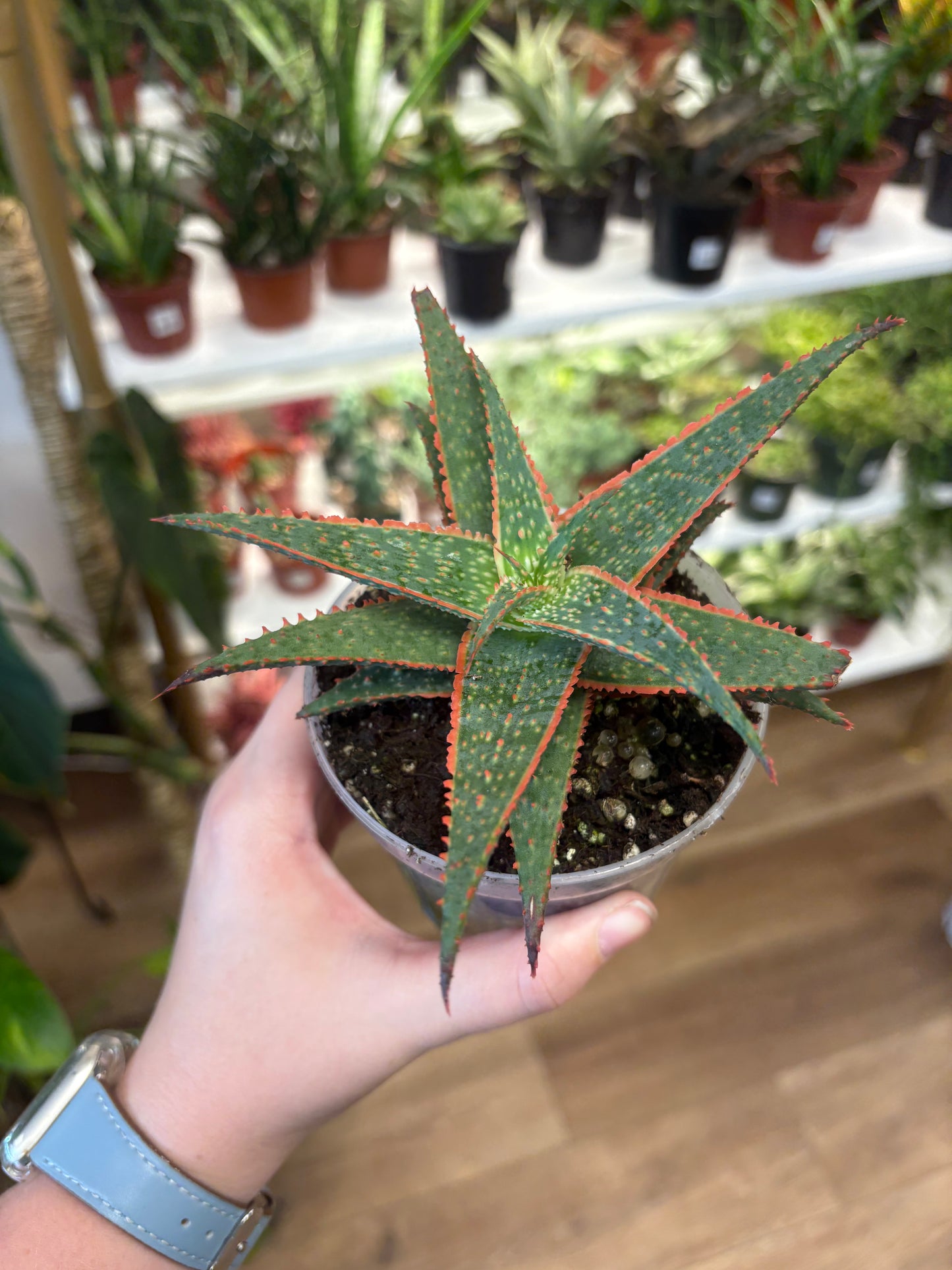 4” Christmas Aloe