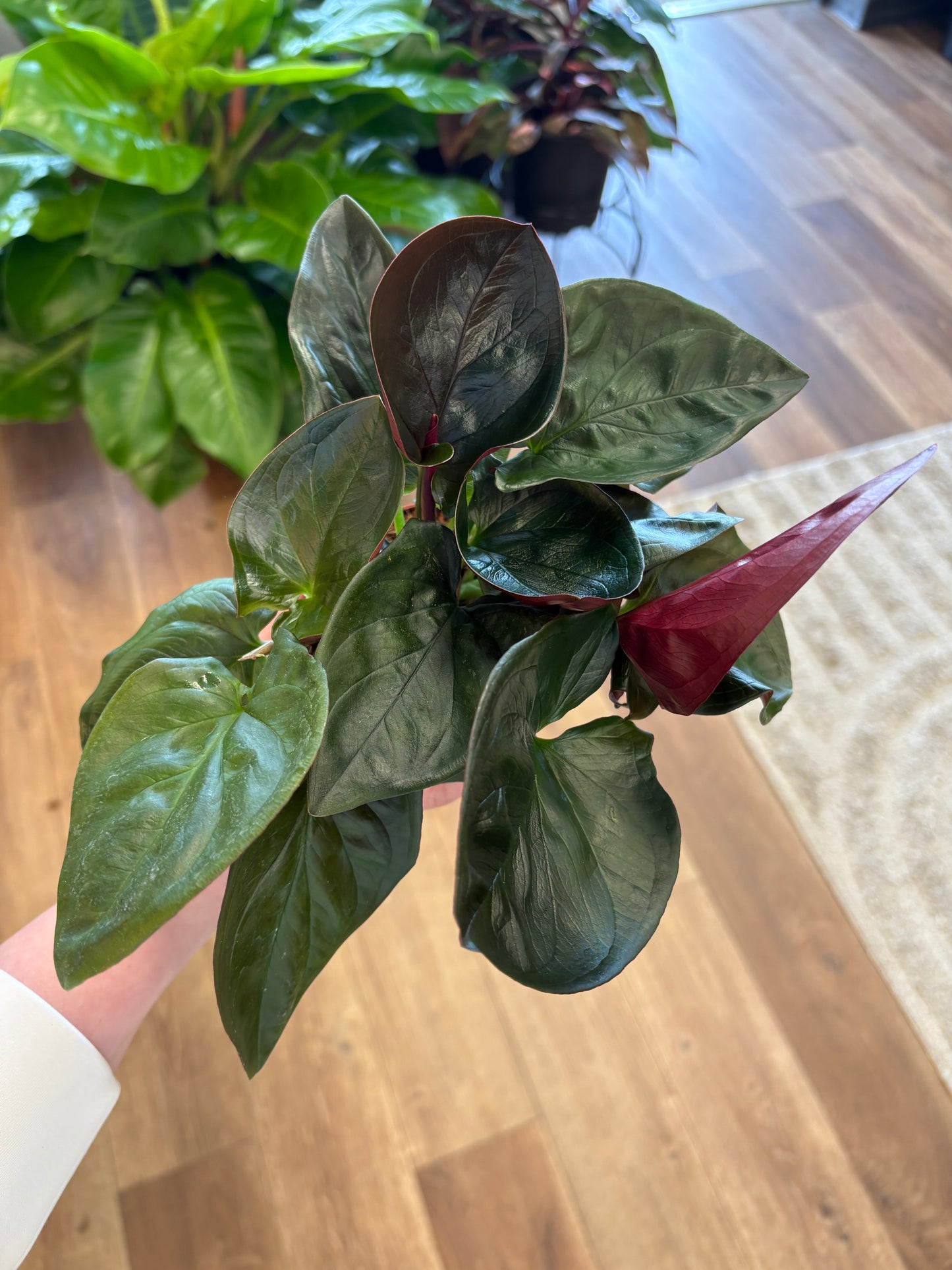 4” Syngonium Red Arrow