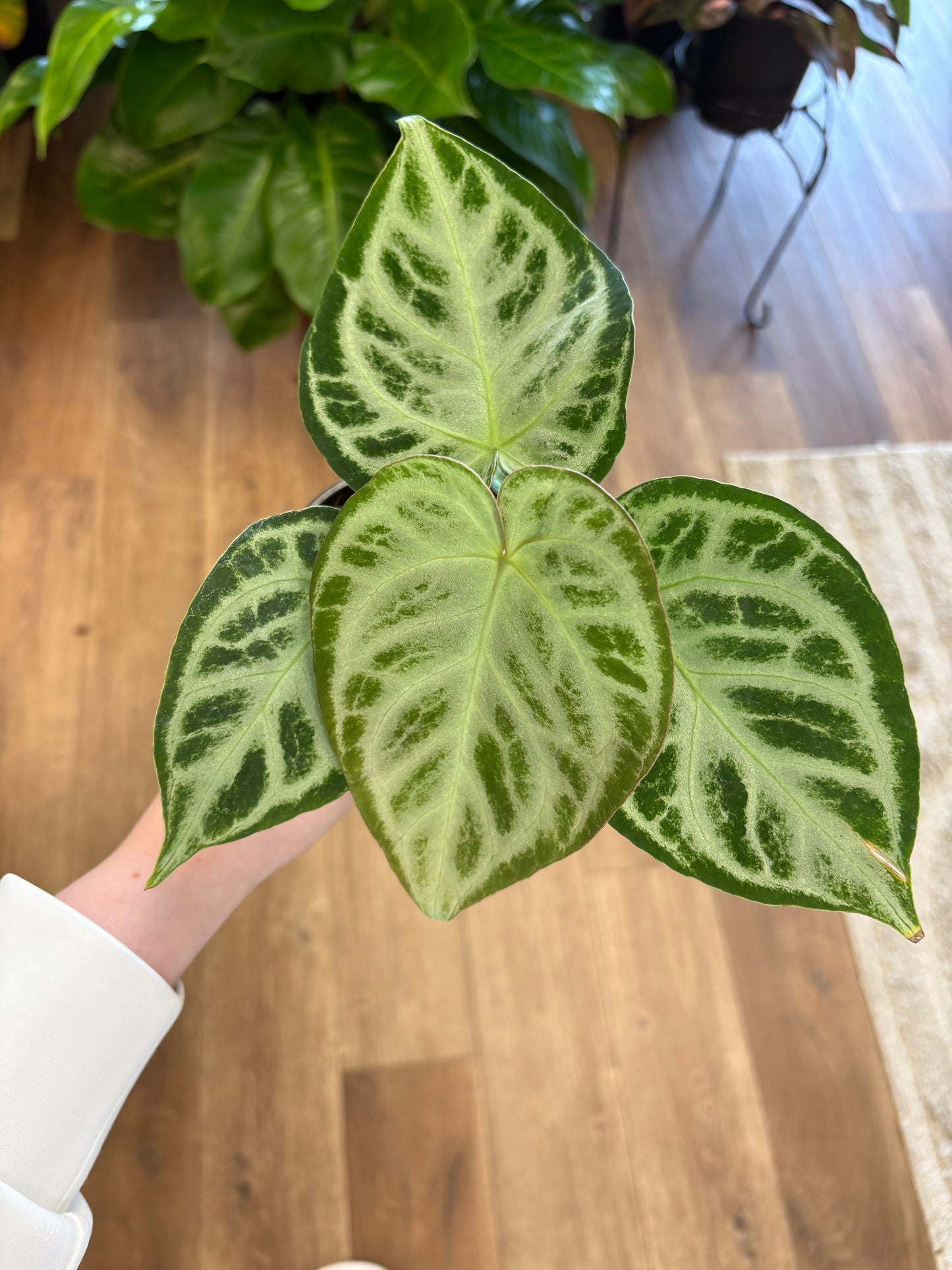 4” Anthurium Dorayaki X Silver Blush