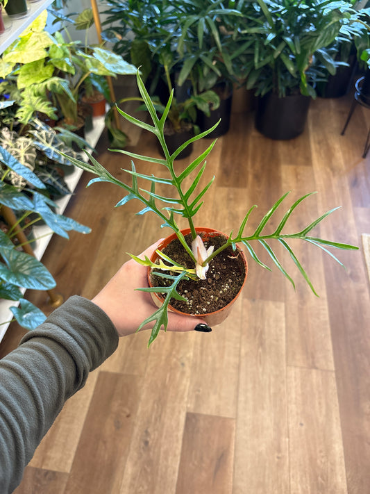 4” Philodendron Tortum