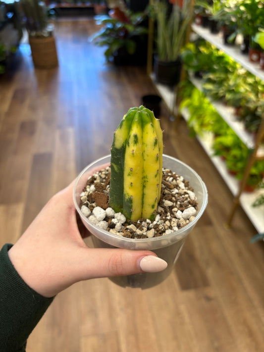 4” San Pedro Var.