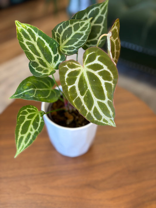 4” Anthurium Crystallinum