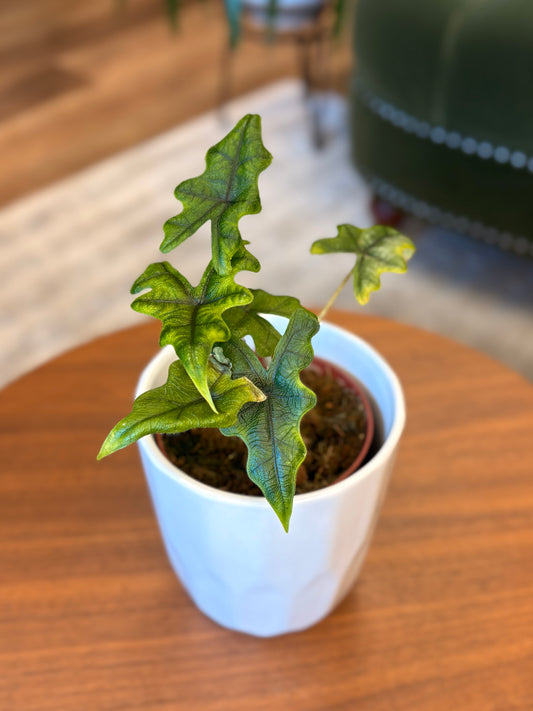 4” Alocasia Jacklyn