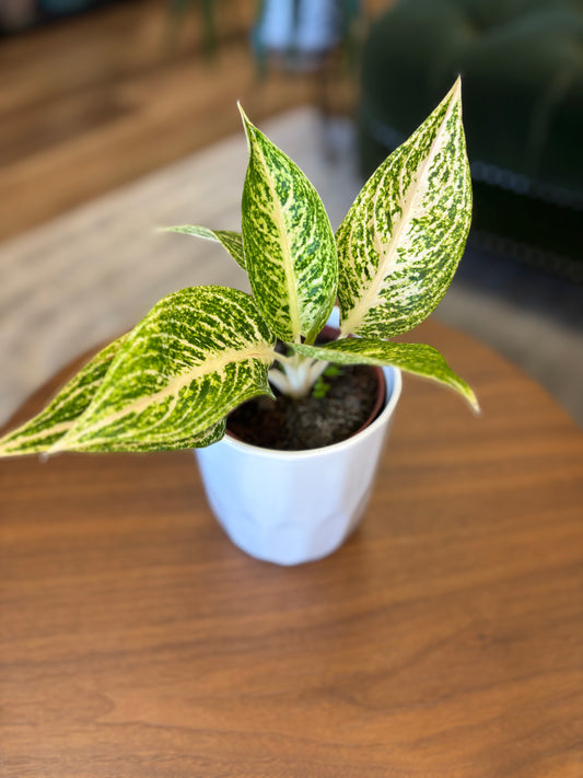4” Aglaonema Legacy White