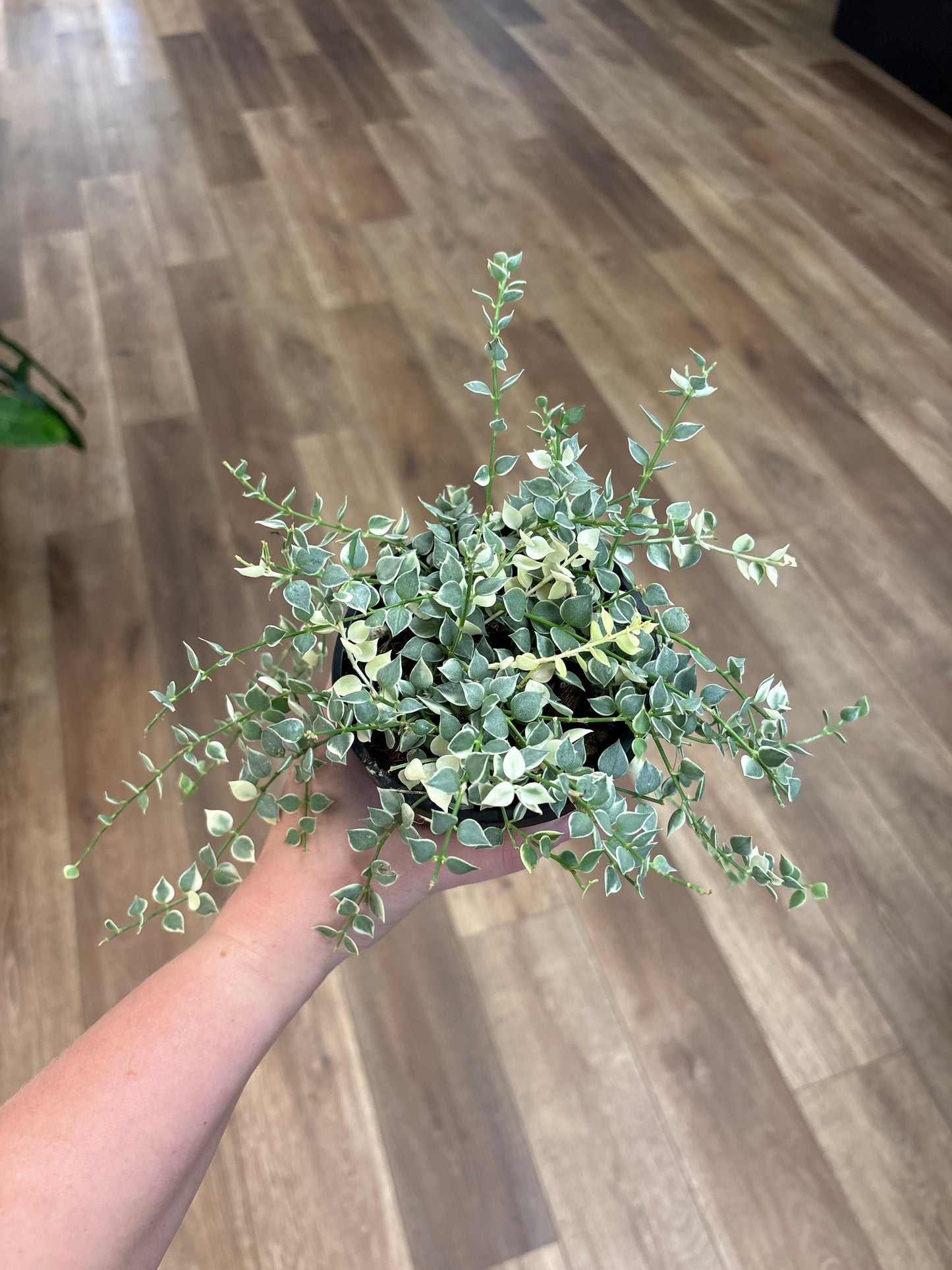 Dischidia Ruscifolia  Var. Million Hearts