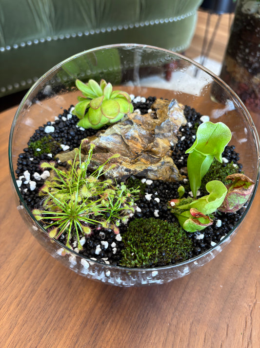 Carnivorous Bog Workshop 6/13/26
