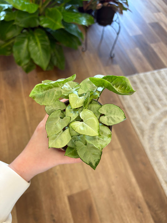 4” Syngonium White Butterfly