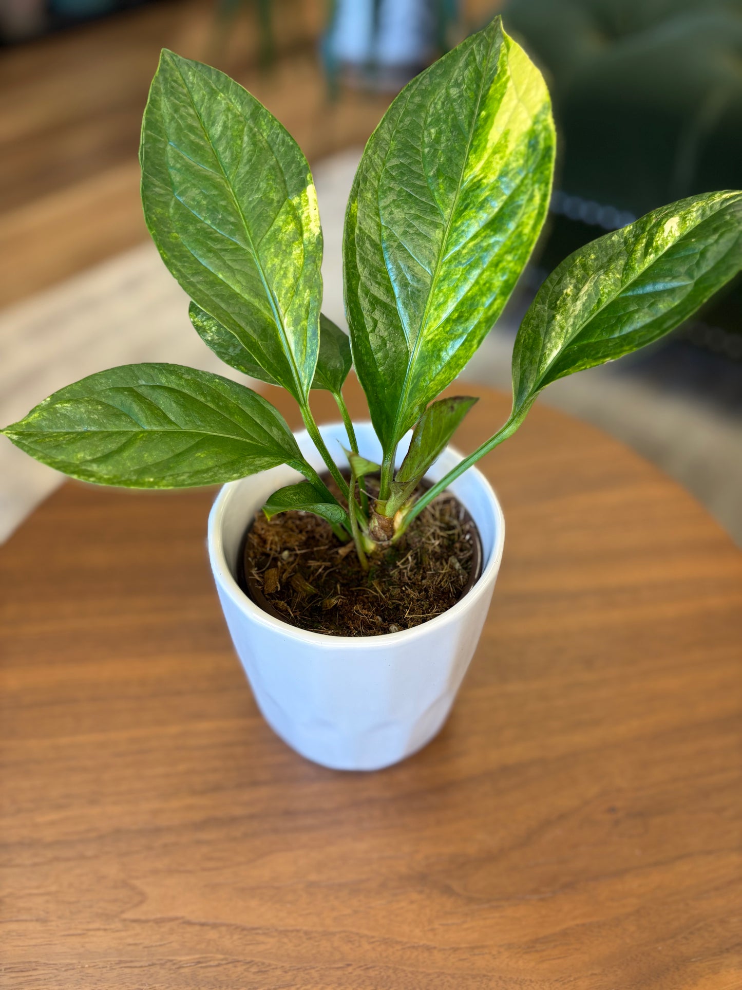 4” Anthurium Jemanii Var.