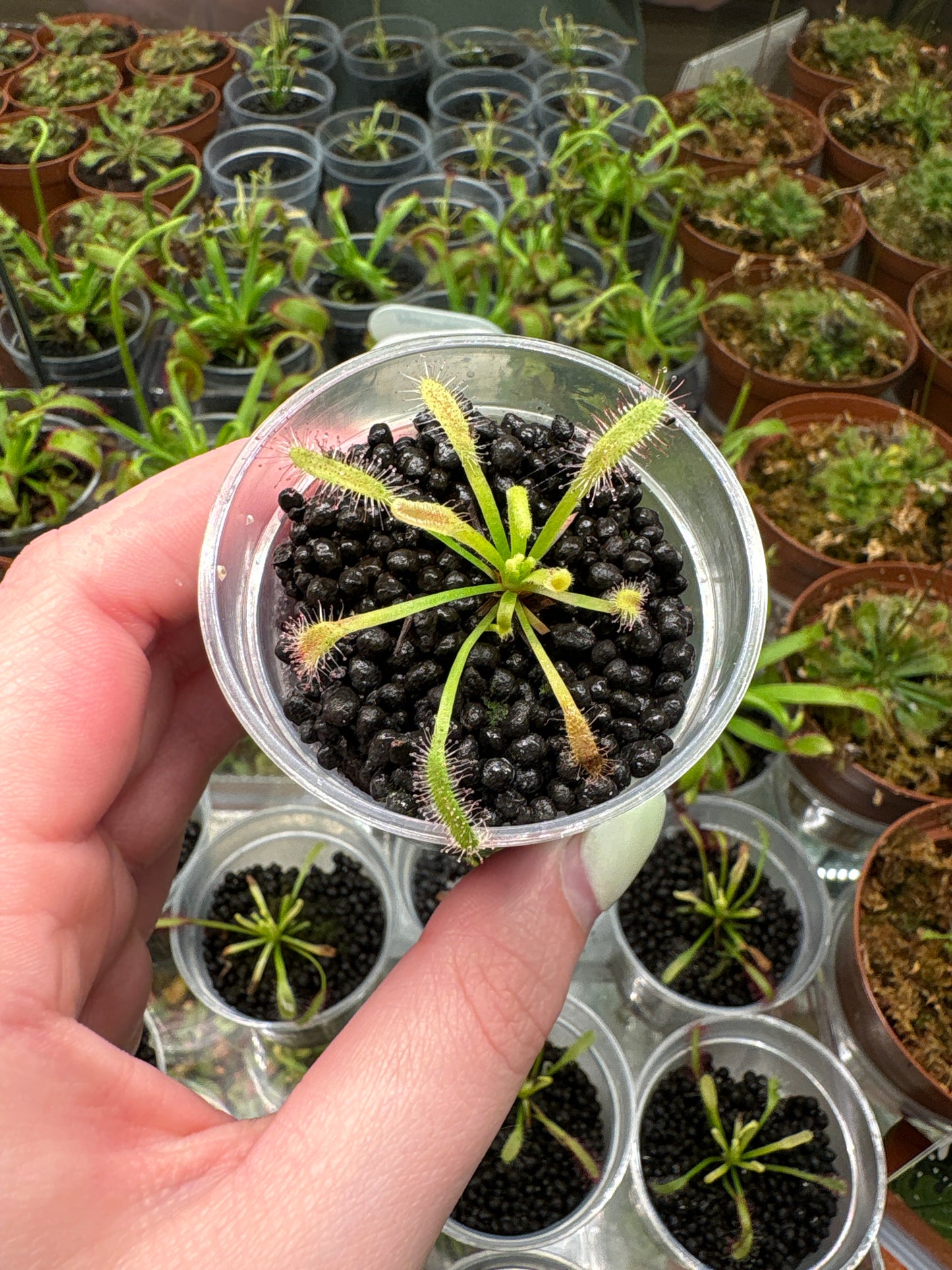 2” Cape Sundew