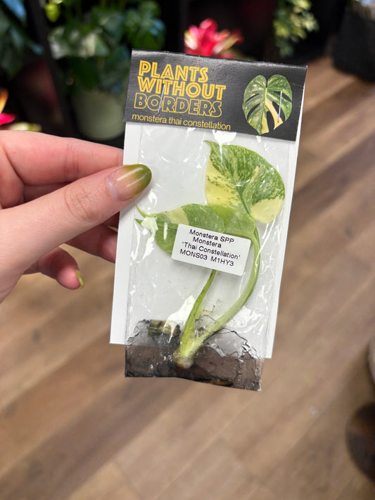 TC Monstera Thai Constillation