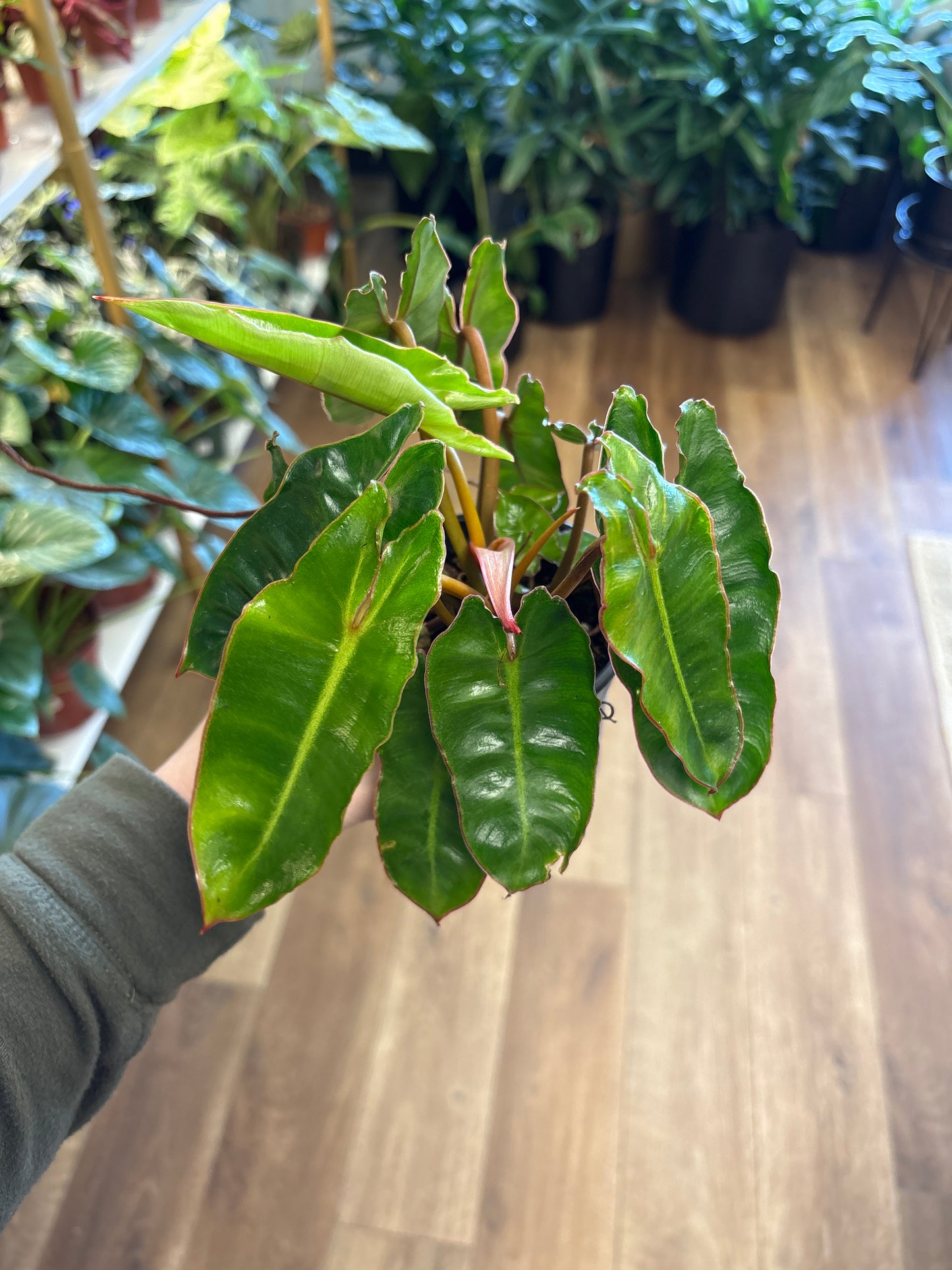 4” Philodendron Billietiae