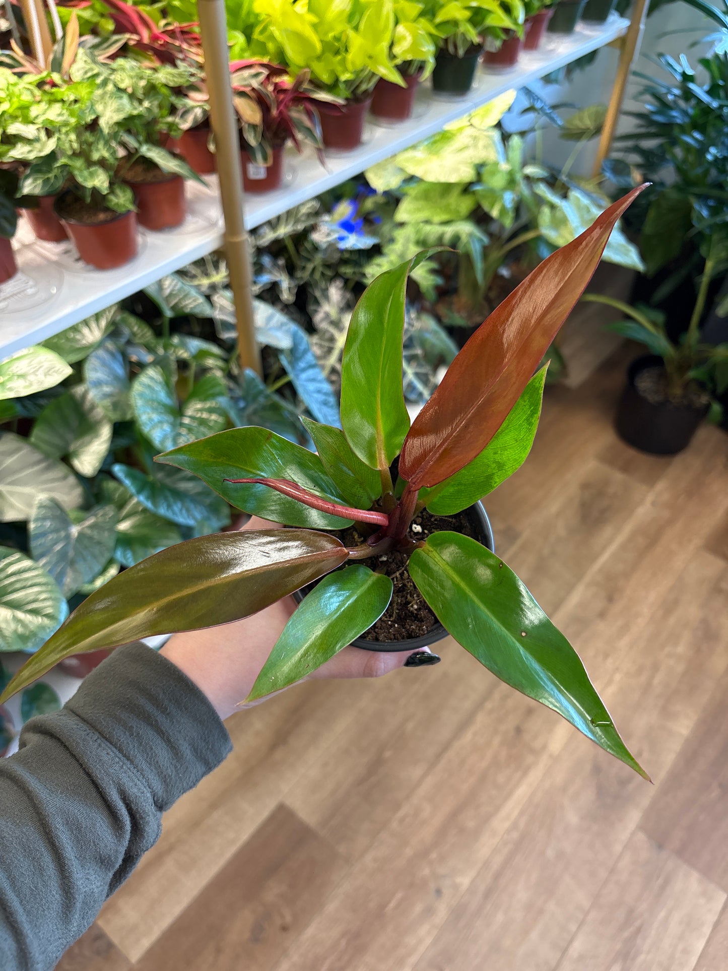 4” Philodendron Red Sun