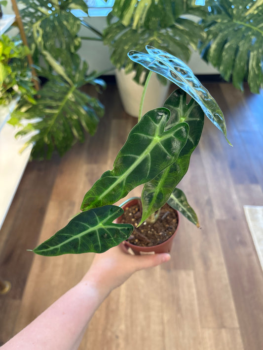 Alocasia Bambino 4"
