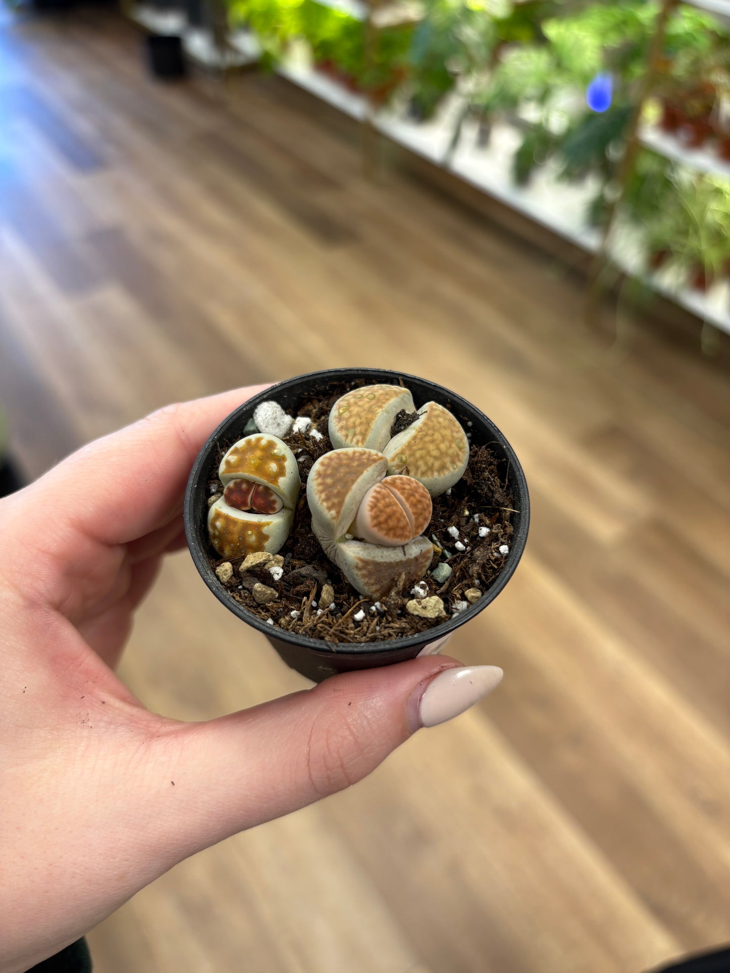 4” Lithops Living Stone