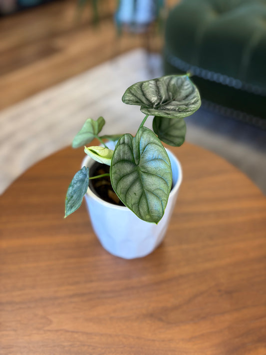 4” Alocasia Silver Dragon