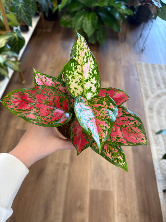 4” Aglaonema Kumkoon