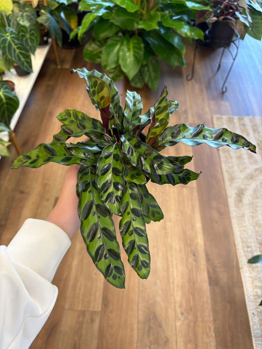 4” Calathea Lancifolia “Rattlesnake”