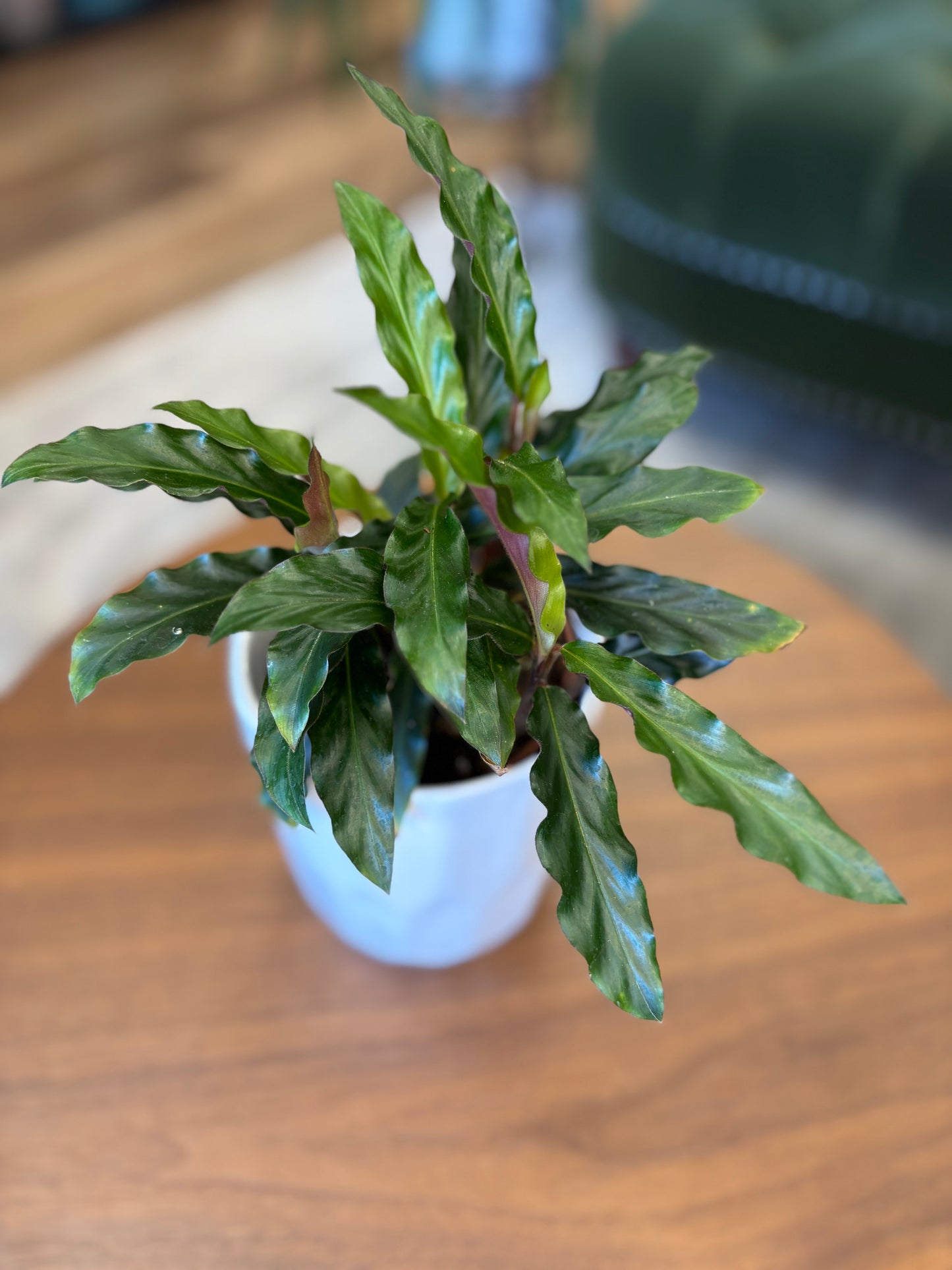 4” Calathea Rufibraba