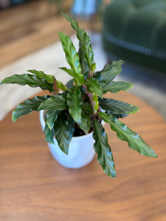 4” Calathea Rufibraba