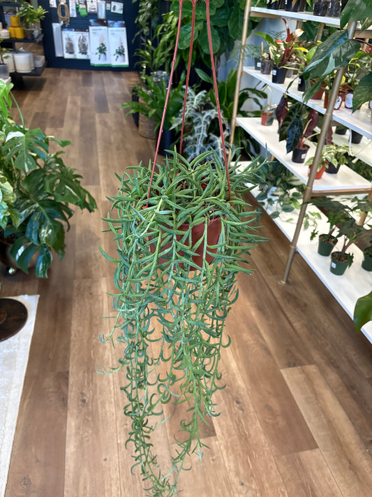 String Of Fish Hooks