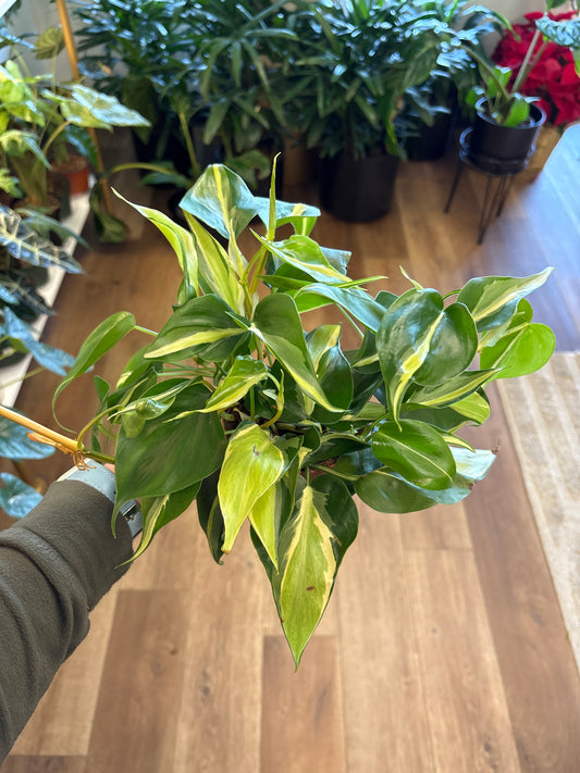 4” Philodendron Stripe/Rio