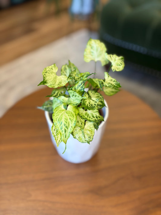 4” Syngonium Batik