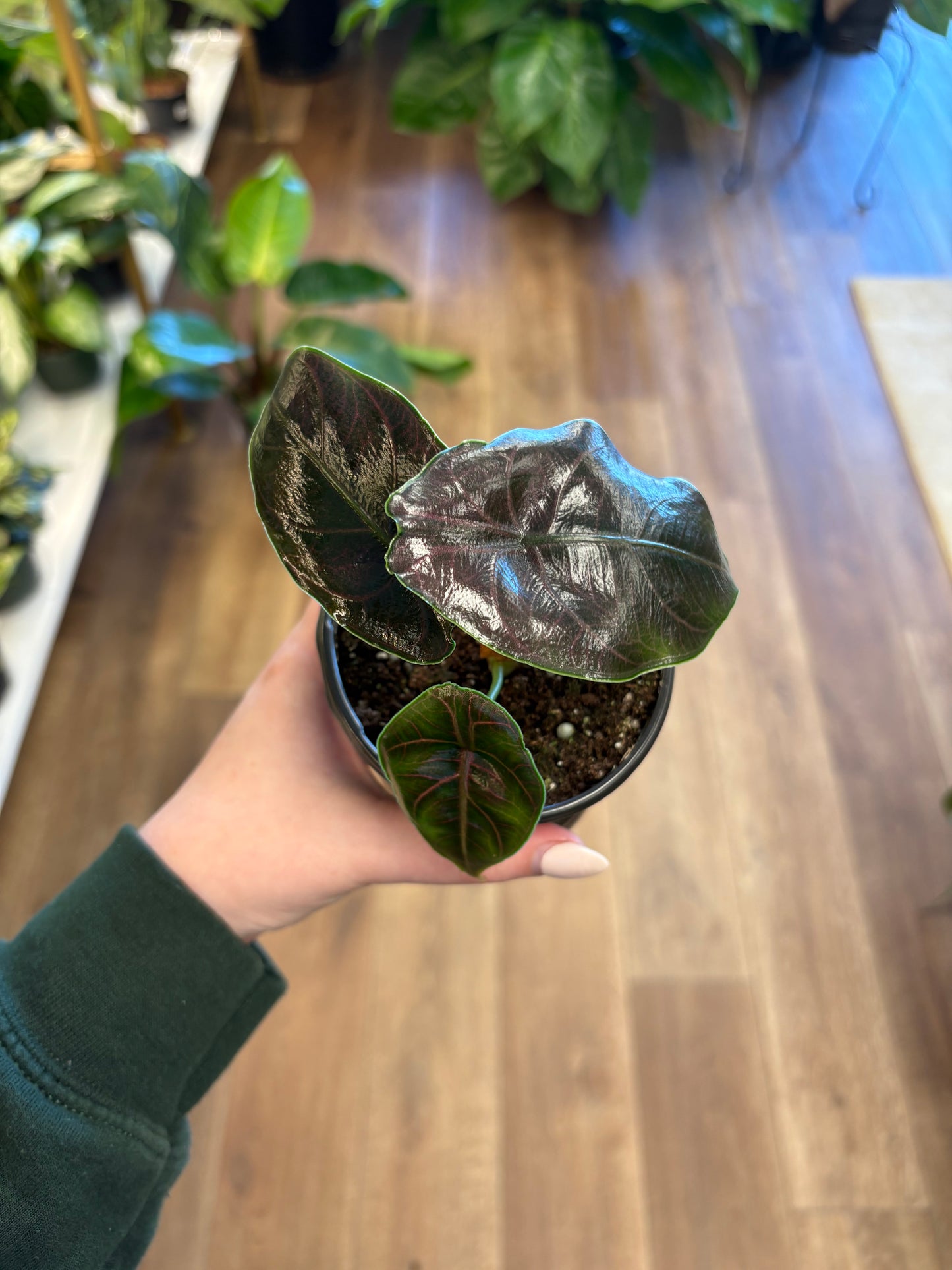 4” Alocasia Azlanii