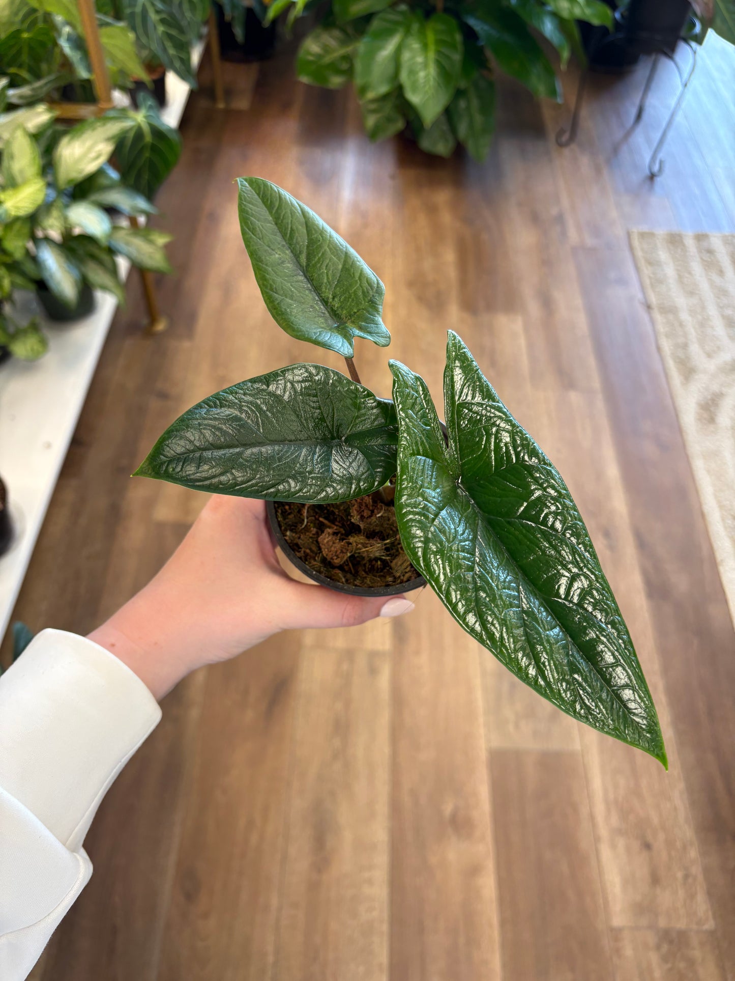 4” Alocasia Scalprum