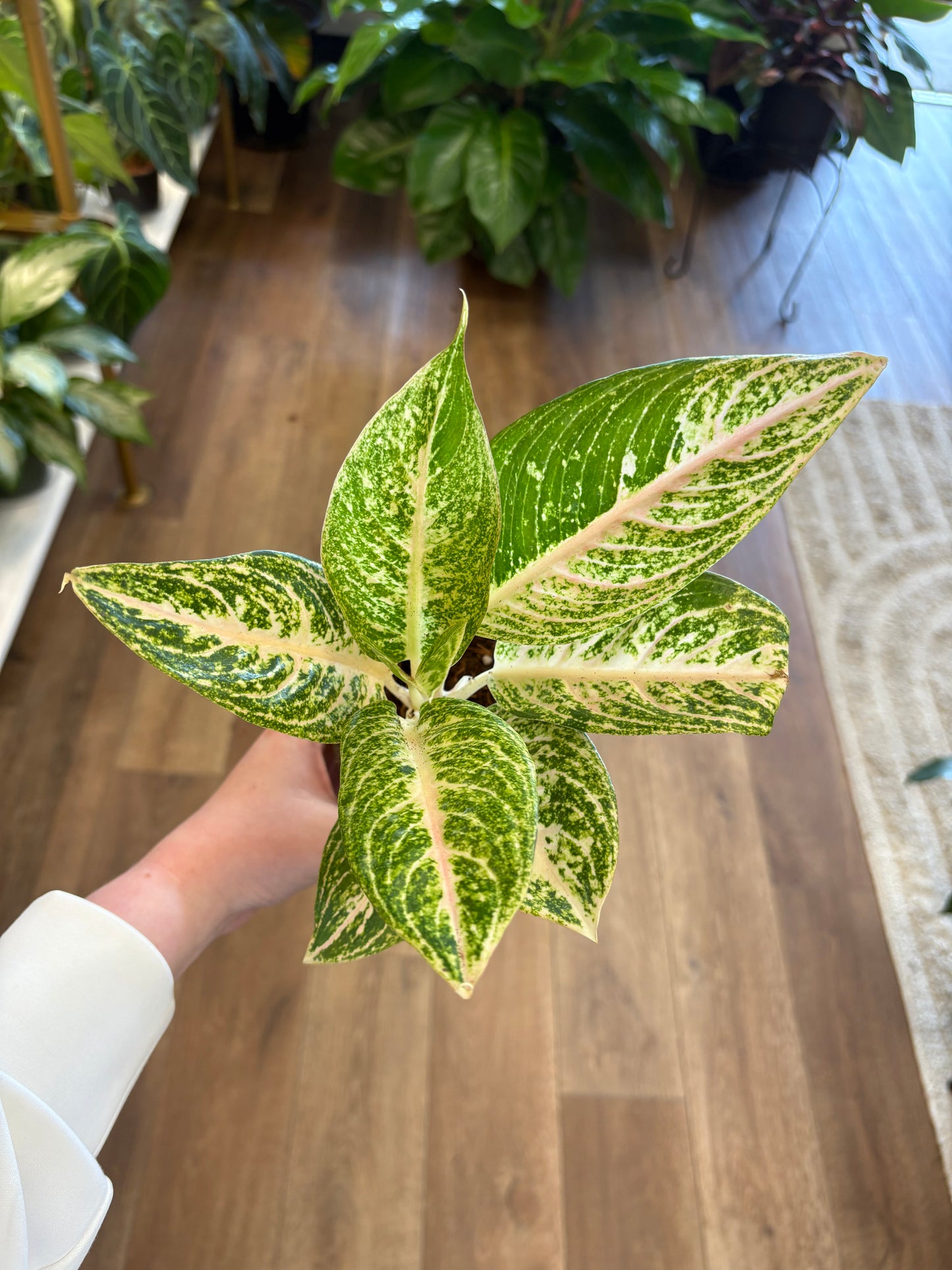 4” Aglaonema Legacy White