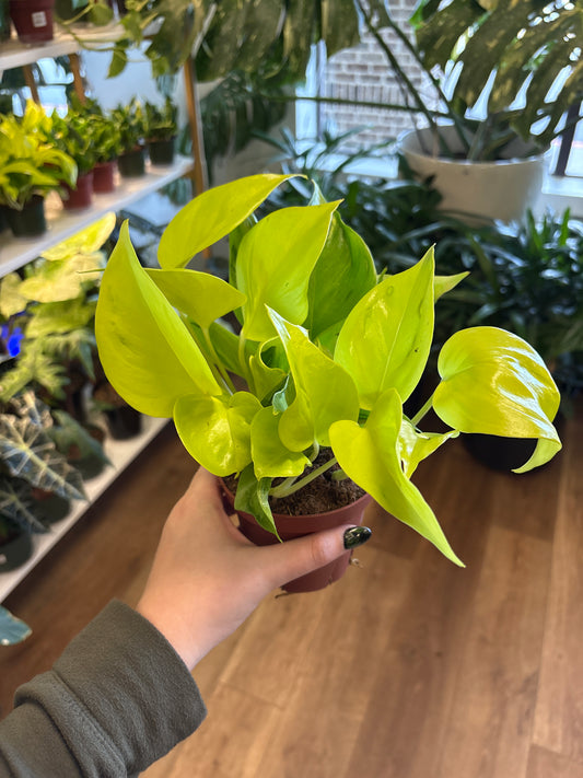 4” Pothos São Paulo