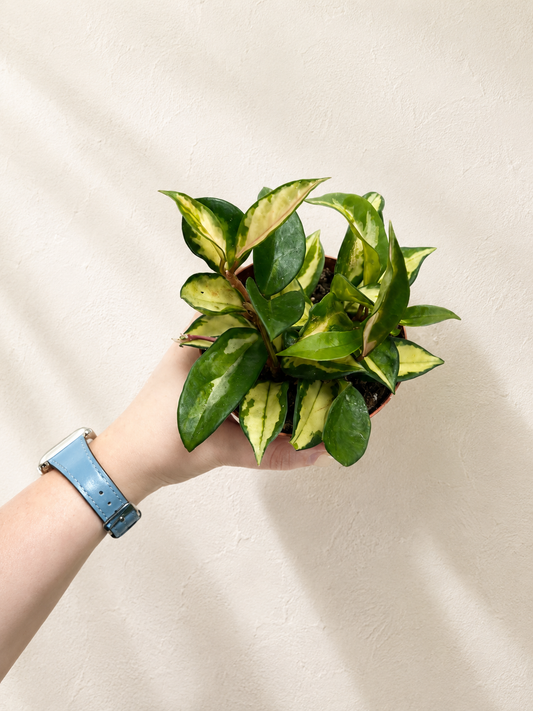 4” Hoya Carnosa “Krimson Princess”
