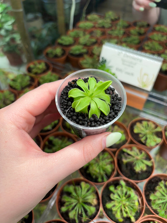 2” Pinquicula “Rotundiflora x Emarginata