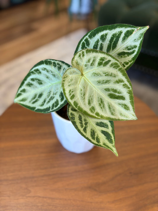 4” Anthurium Dorayaki X Silver Blush