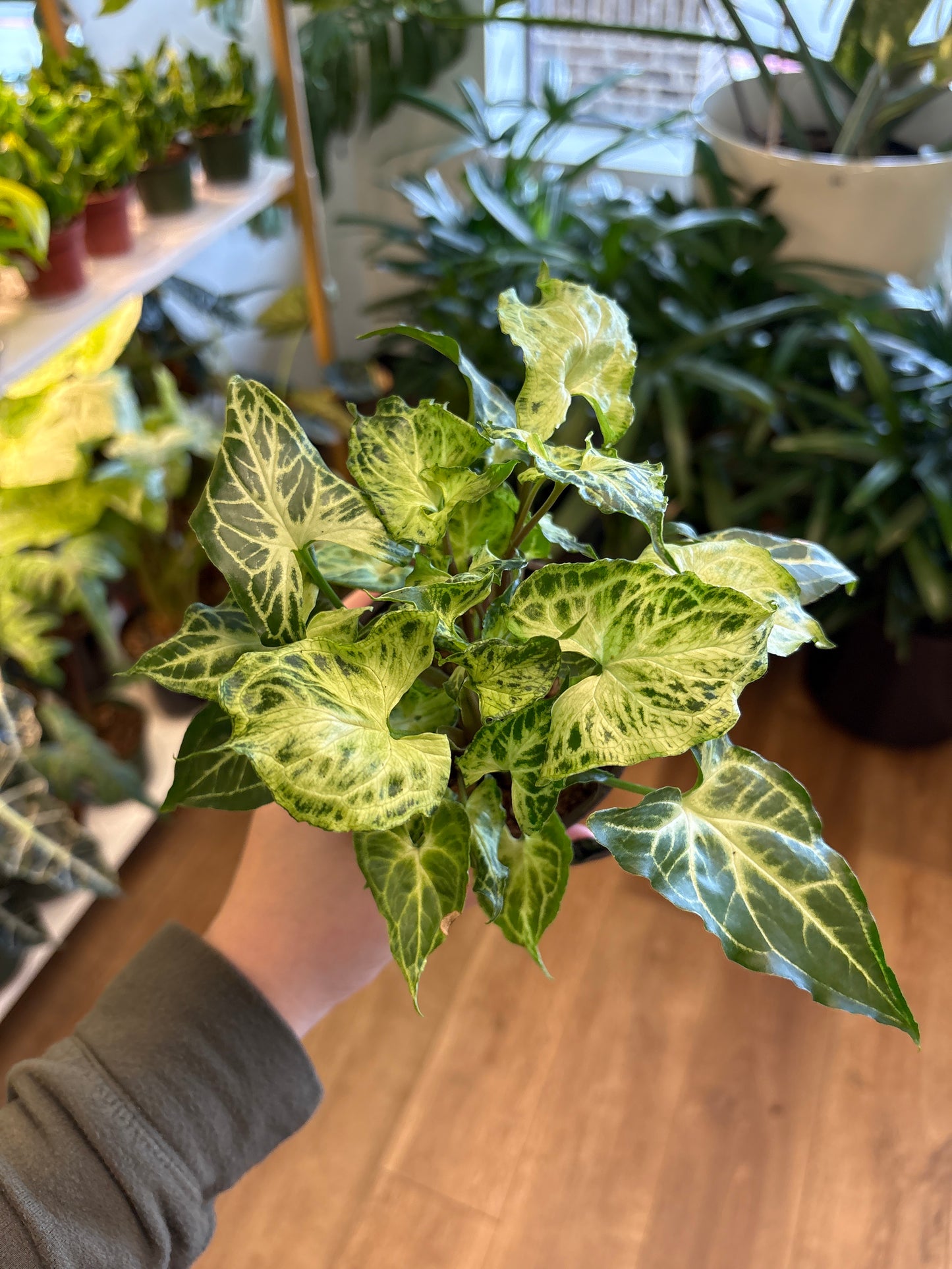 4” Syngonium Batik