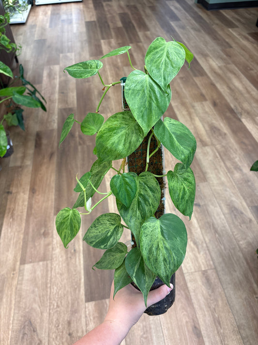 Var. Heartleaf Philodendron